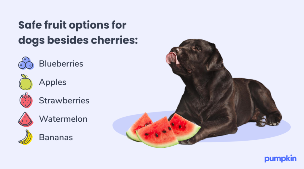 A dog with watermelon at its feet licking its lips and text that lists safe fruit options for dogs besides cherries.