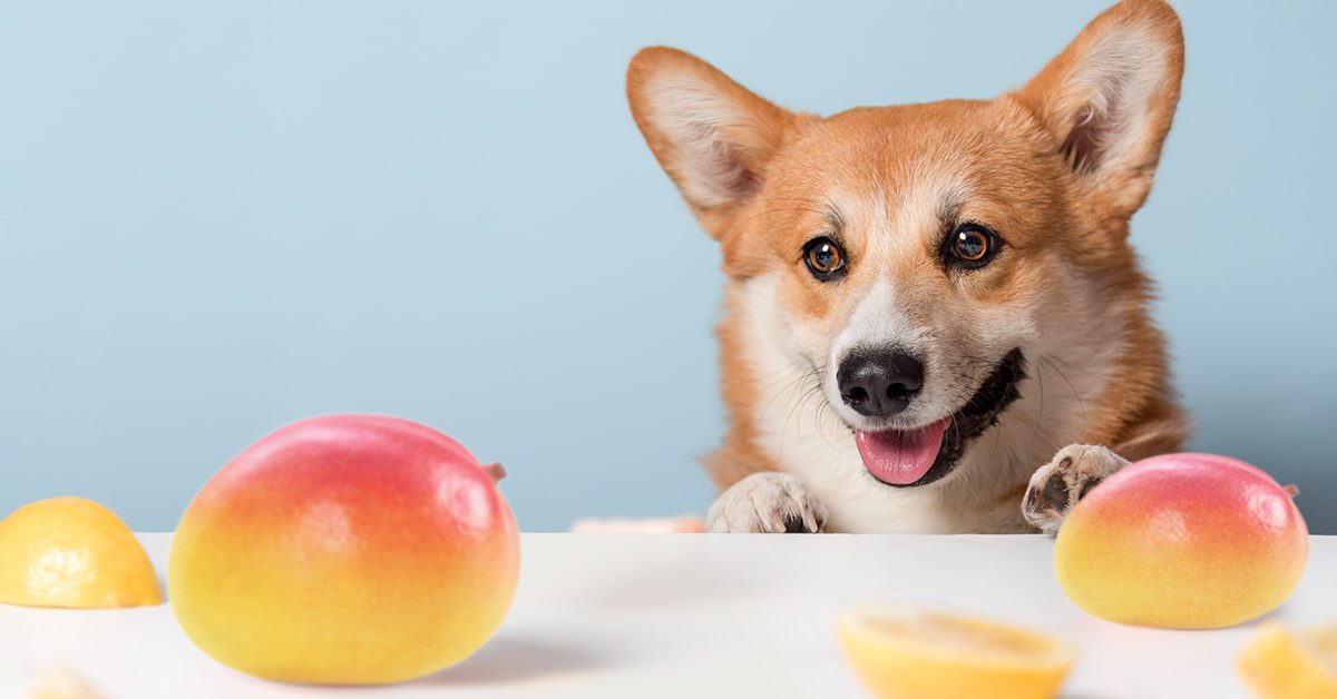 can dogs eat ice apple