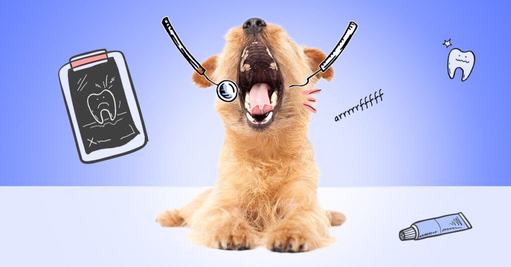 dog with mouth open and illustrated dental tools