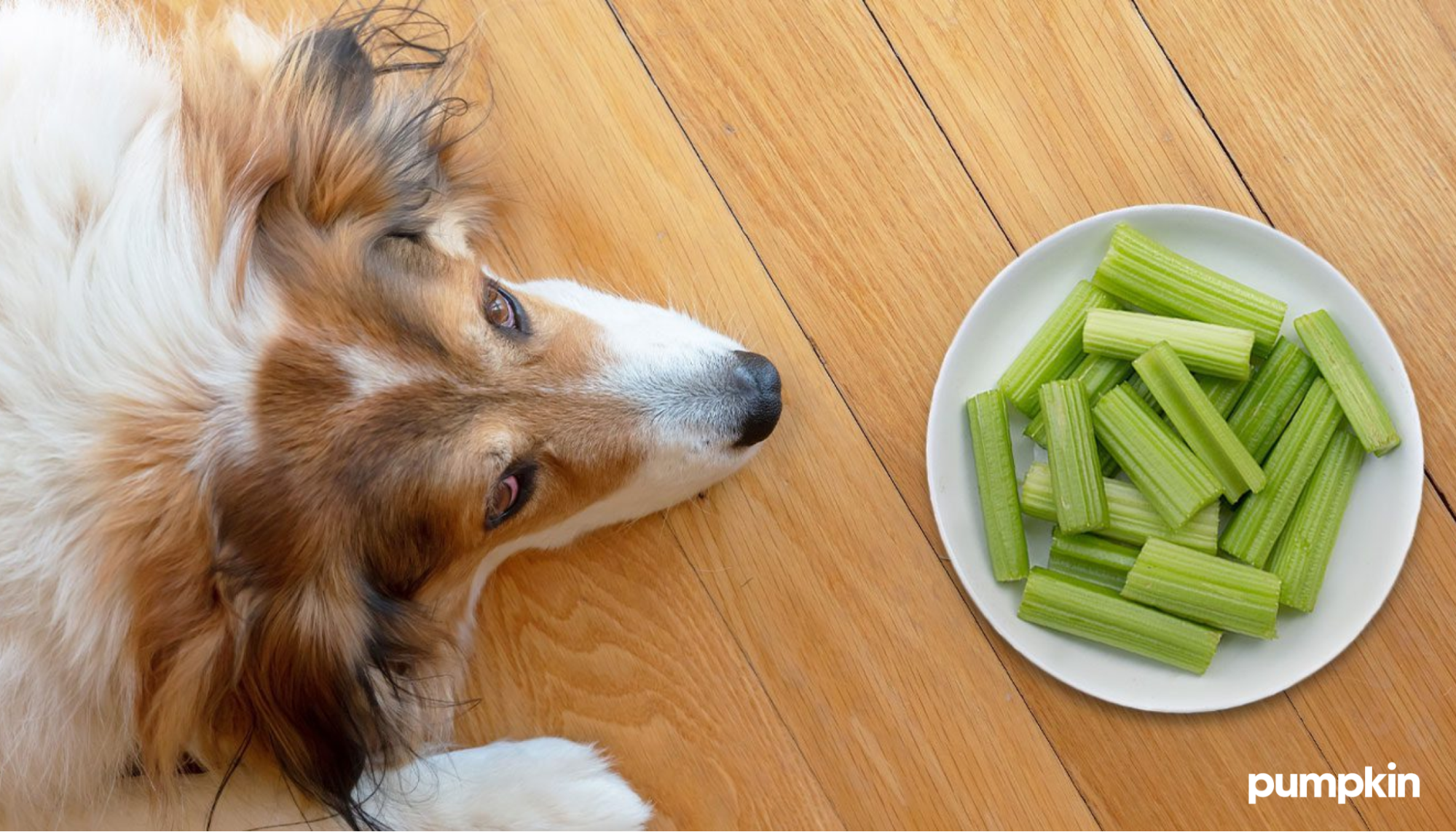 A dog with a bowl of celery