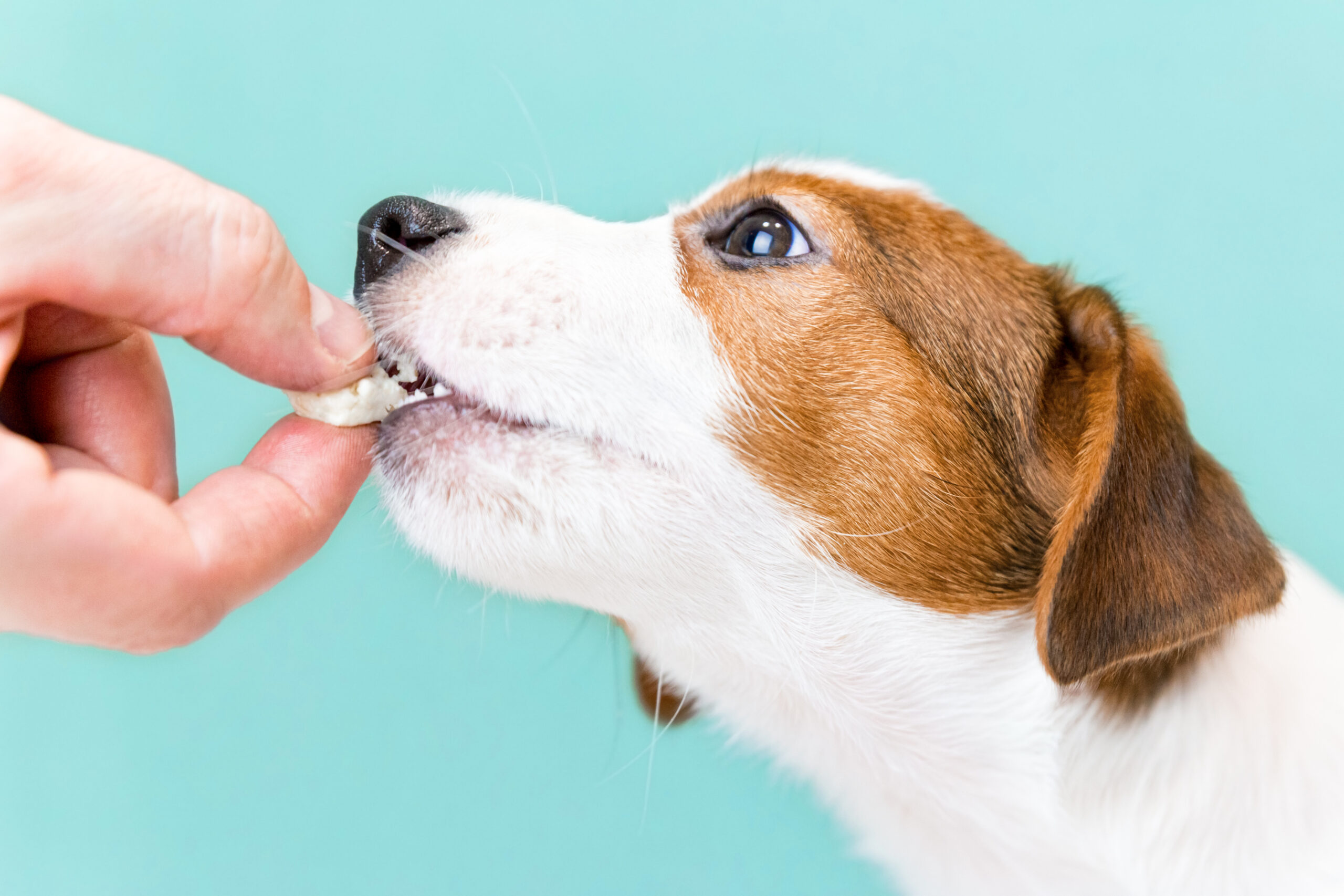 jack russell puppy being fed cheese snack