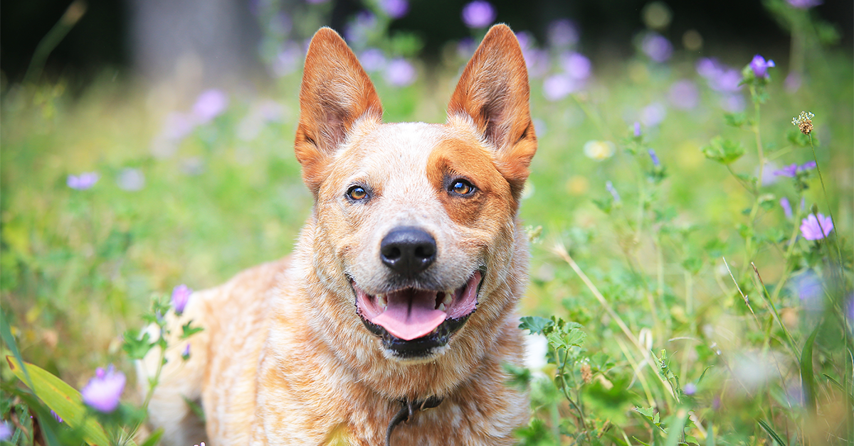 are red heelers aggressive dogs