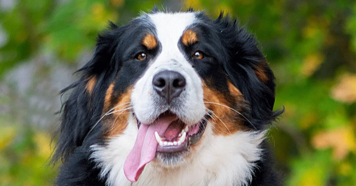 do bernese mountain dogs make good therapy dogs