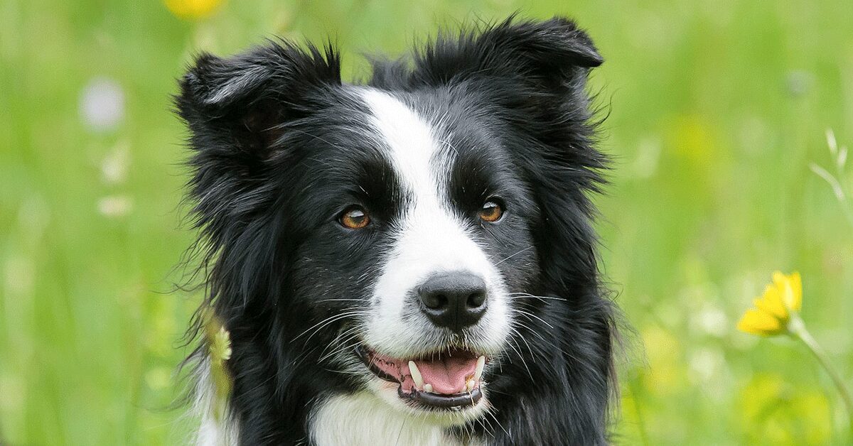 Find the right food for a Border Collie