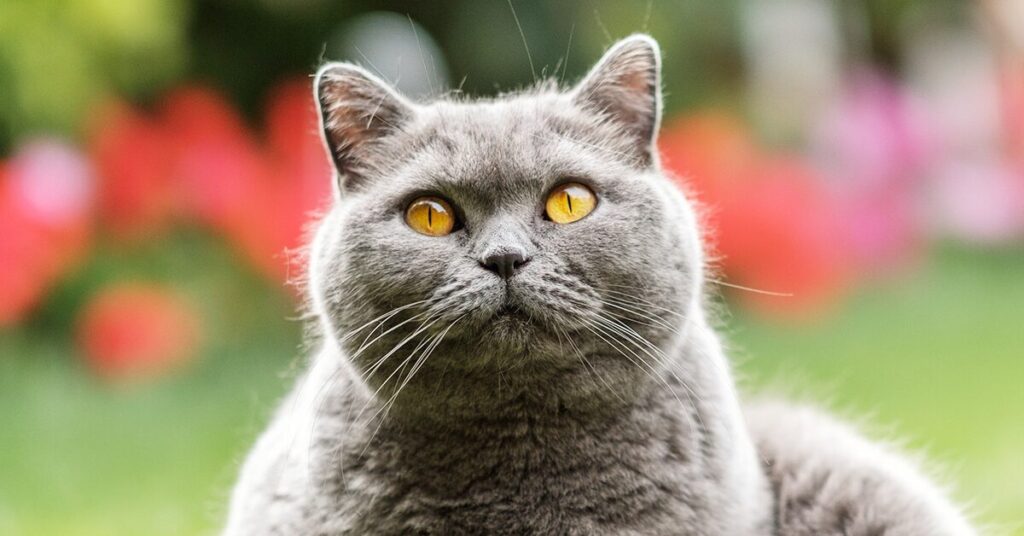 grey british shorthair cat with yellow eyes poses in garden