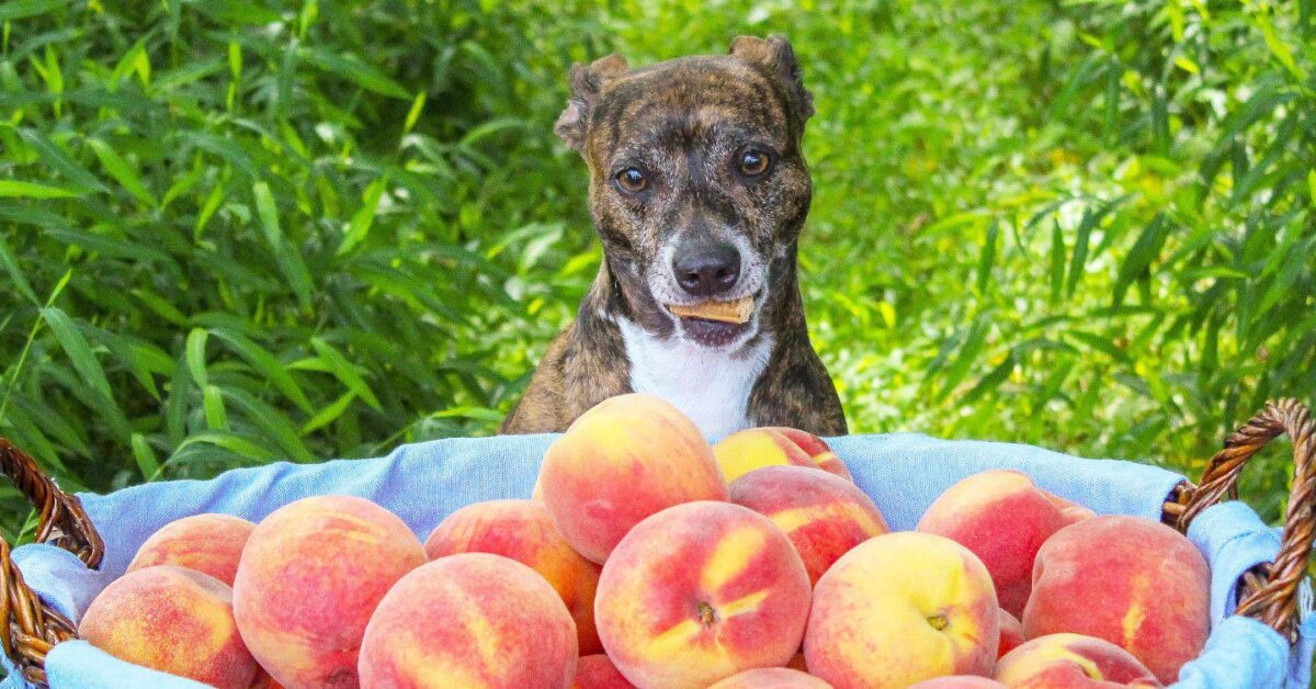 are peaches bad for your dog