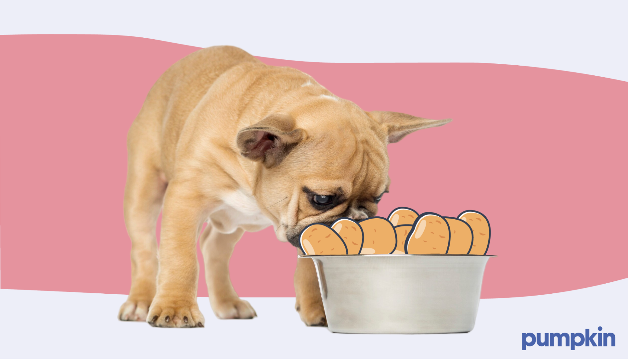 Dog eating from dog bowl that contains whole potatoes