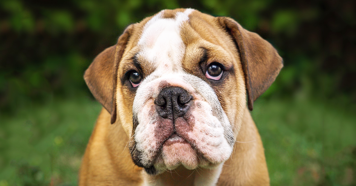 are english bulldogs worth the money