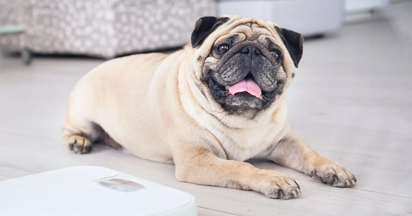 Digital Scale High Precision Dogs Cats Animal Scale Gram