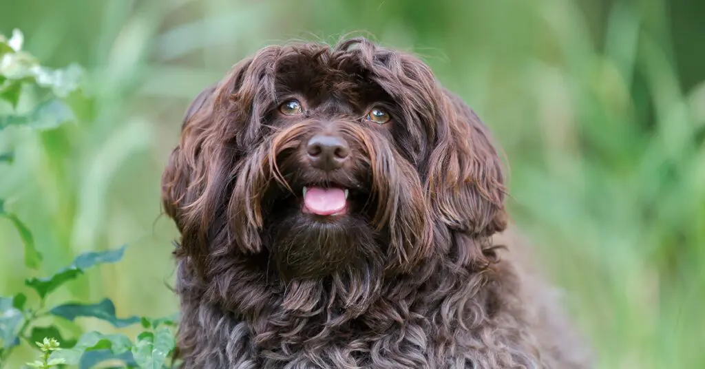 havanese-brown