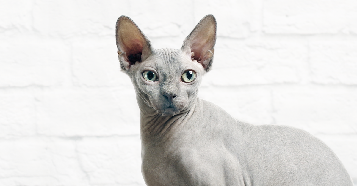 Sphynx Cats: Everything You Need To Know In 2022