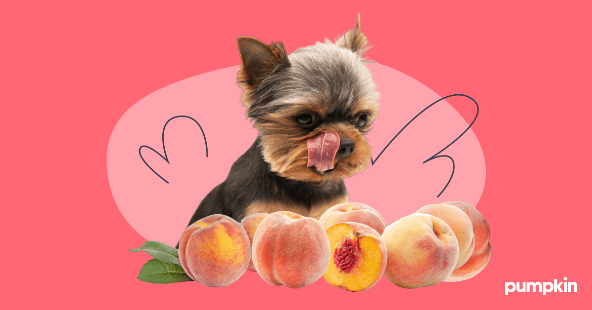 Dog licking their lips at peaches