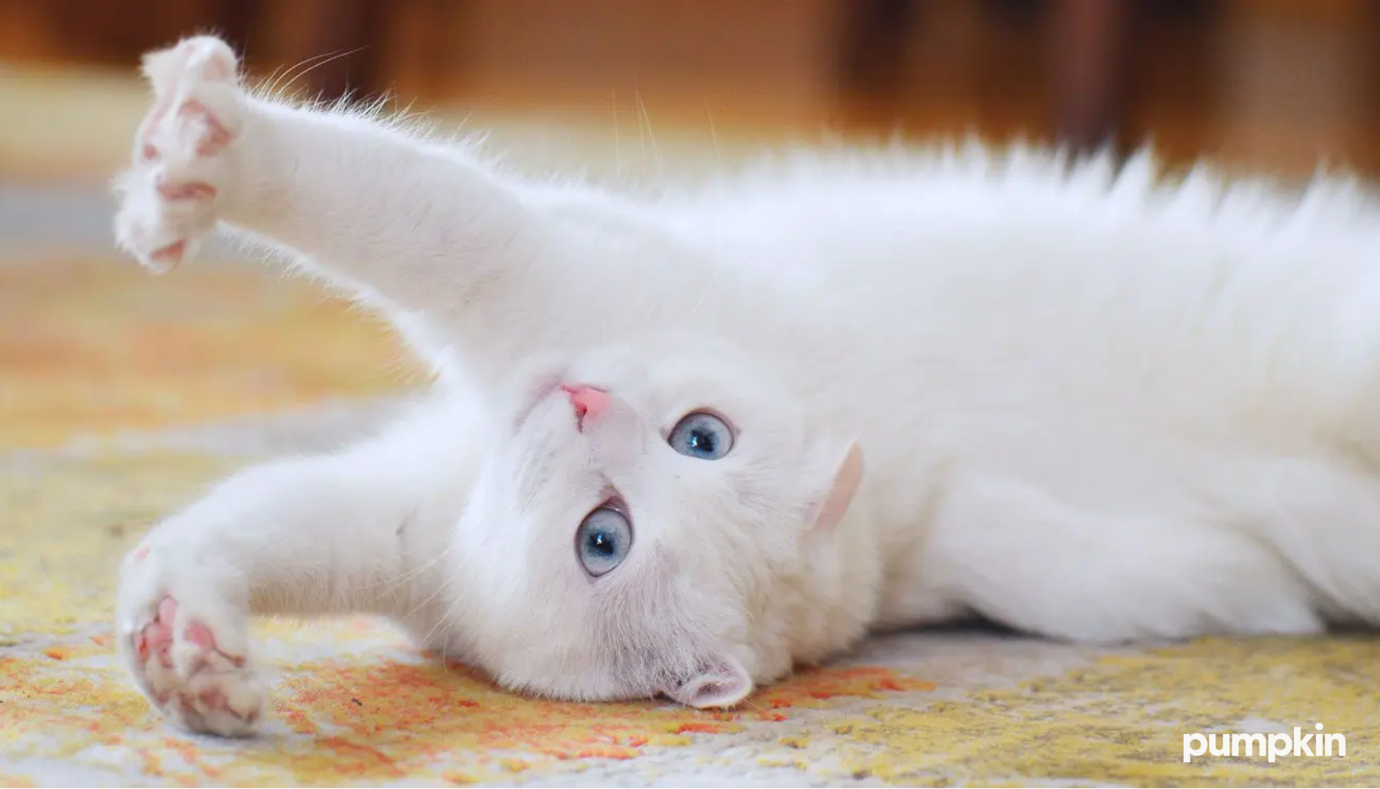 a white Cat on its back stretching and kneading with its claws