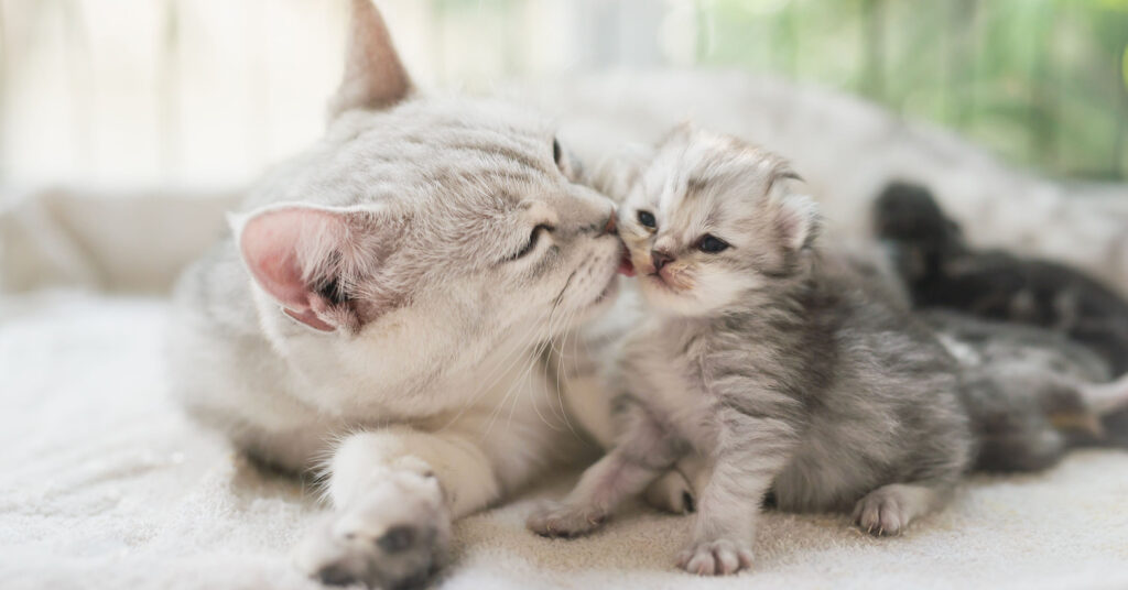 American shorthair cat kissing her kitten with love