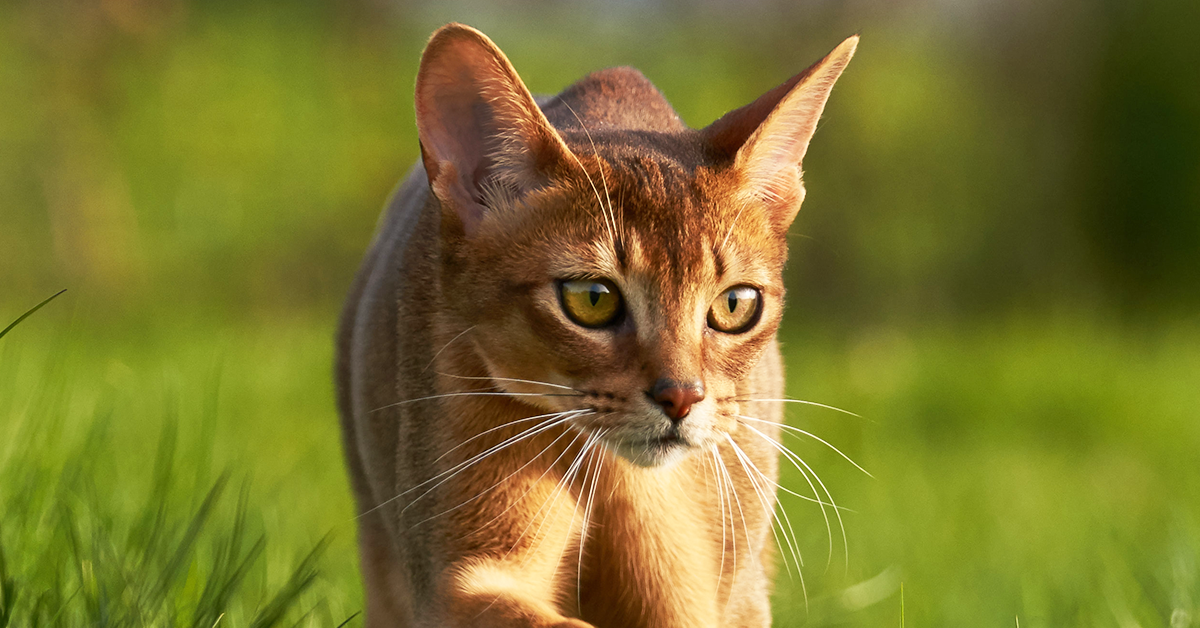 Abyssinian Cats: Everything You Need To Know In 2022