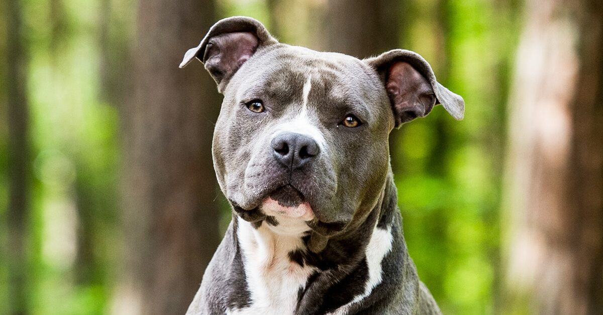 American Staffordshire Terriers: Everything You Need To Know