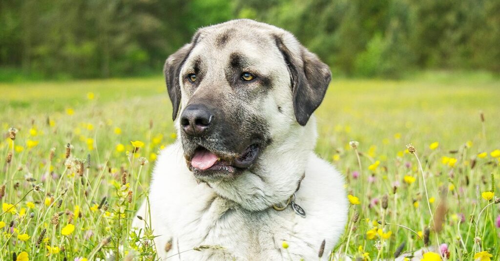 anatolian shepherd dog