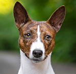 Basenji: Everything You Need To Know In 2022