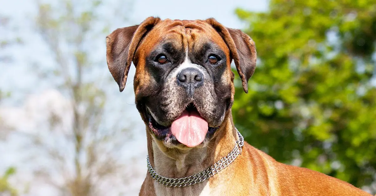 The Boxer: All about the breed