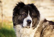 does a caucasian shepherd dog have teeth pain