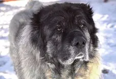 does a caucasian shepherd dog have teeth pain