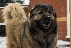 does a caucasian shepherd dog have teeth pain