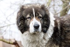 does a caucasian shepherd dog have teeth pain