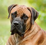 apricot mastiff