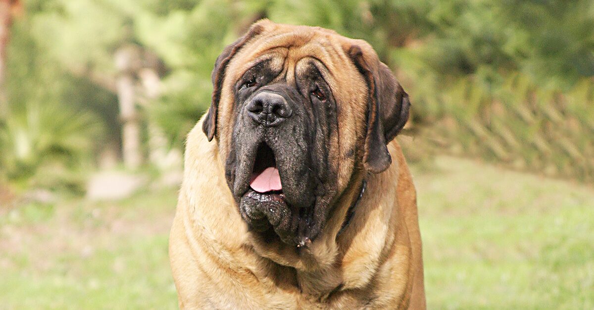 English Mastiff Wikipedia Vlr eng br