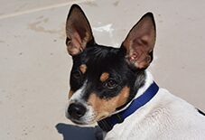 how much does rat terrier maintenance cost
