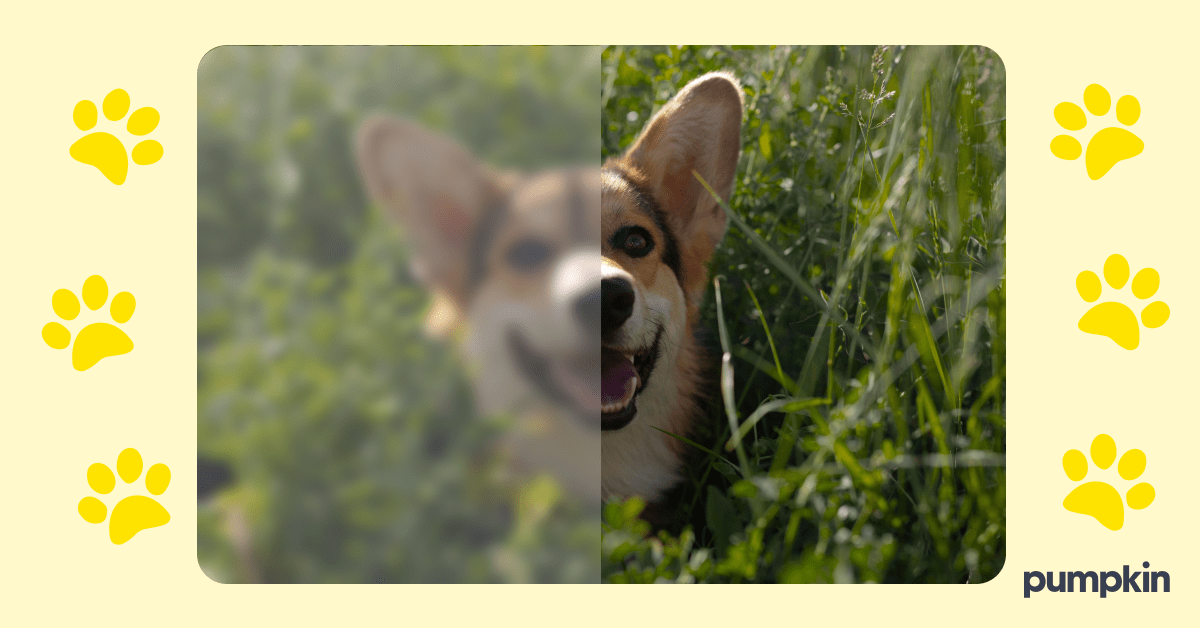 A picture of a corgi with a filter showing what dog vision looks like