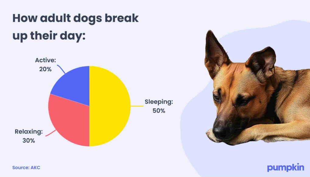 infographic with sleeping dog and pie chart showing how dogs spend their day