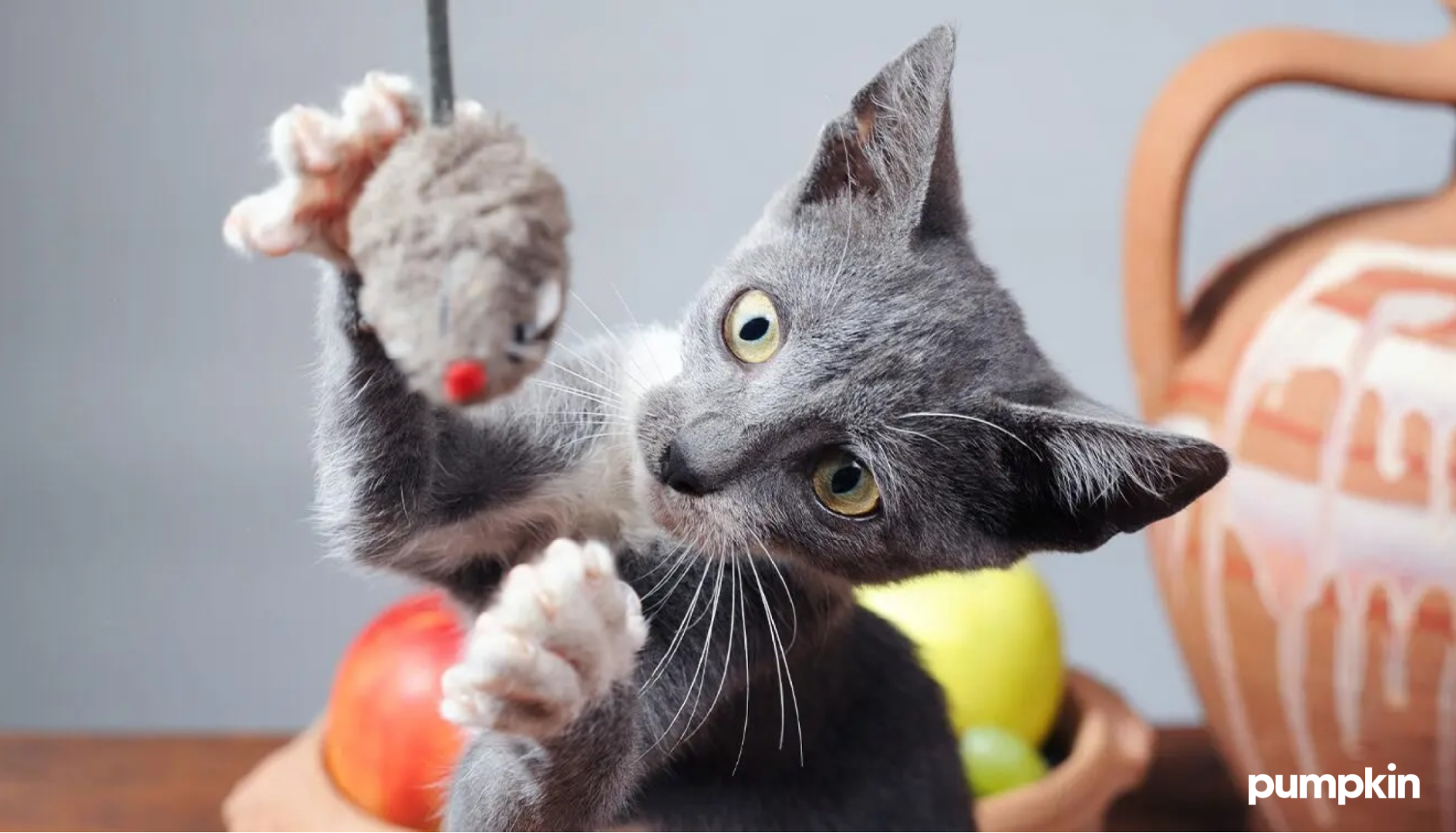 Grey cat snatching at toy mouse with its paws