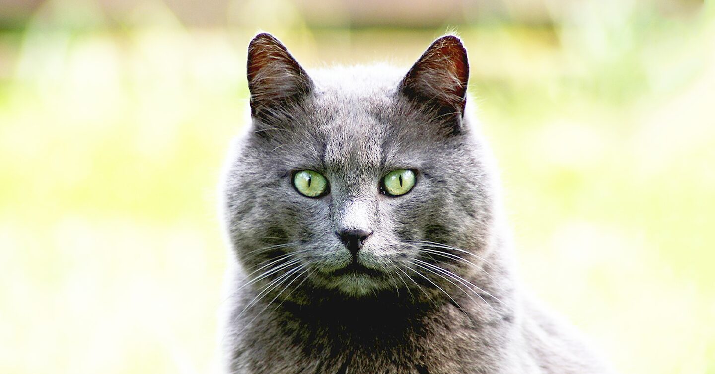 A Russian Blue with green eyes