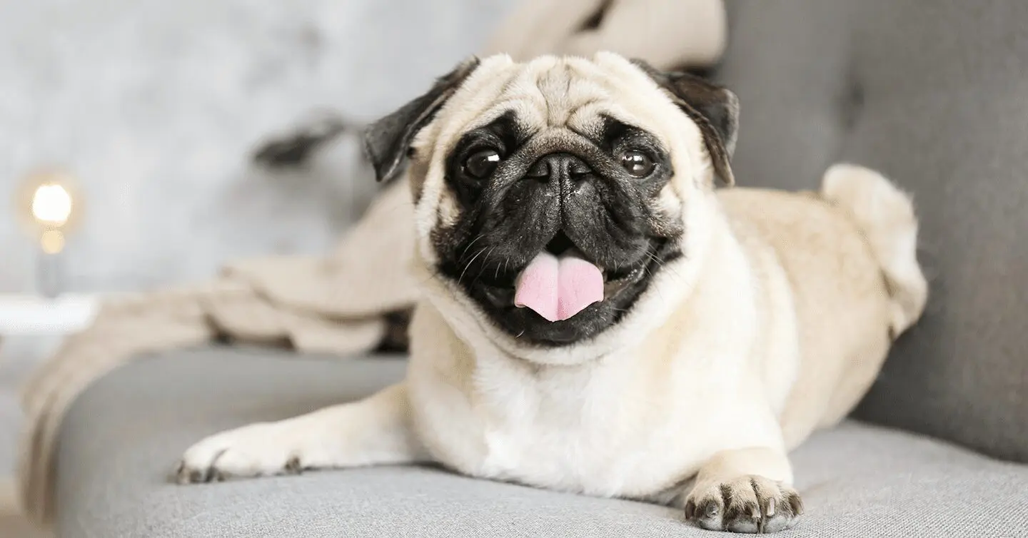 pug sitting on couch with tongue out