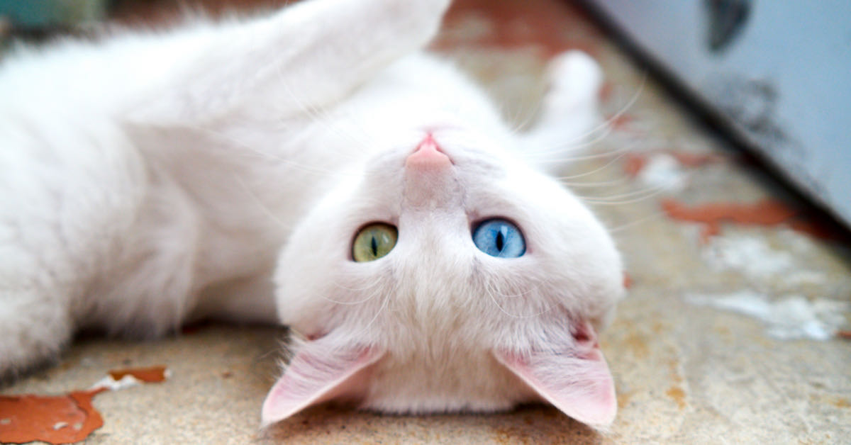 white Turkish Angora cat with heterochromia has one green eye and one blue eye