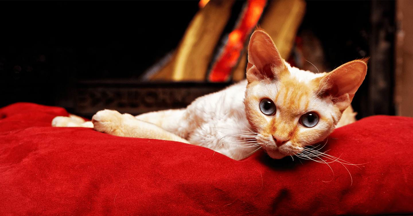 A Devon Rex cat resting on a red couch