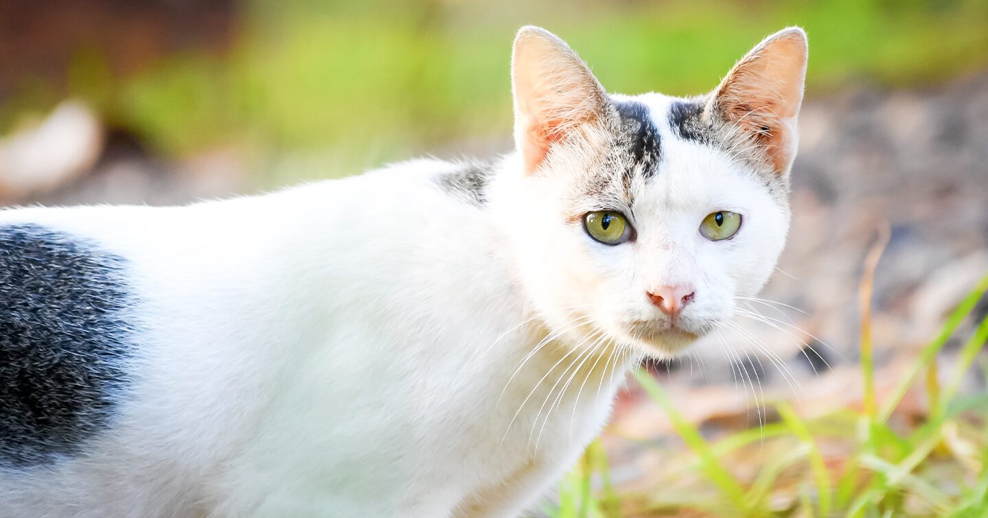 A Javanese cat with green eyes outdoors