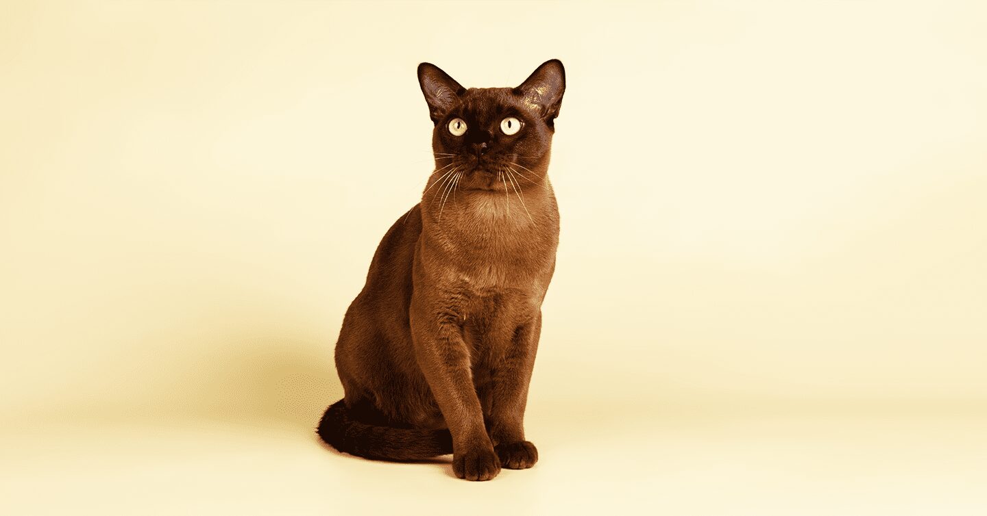 A Burmese cat poses on a plain background