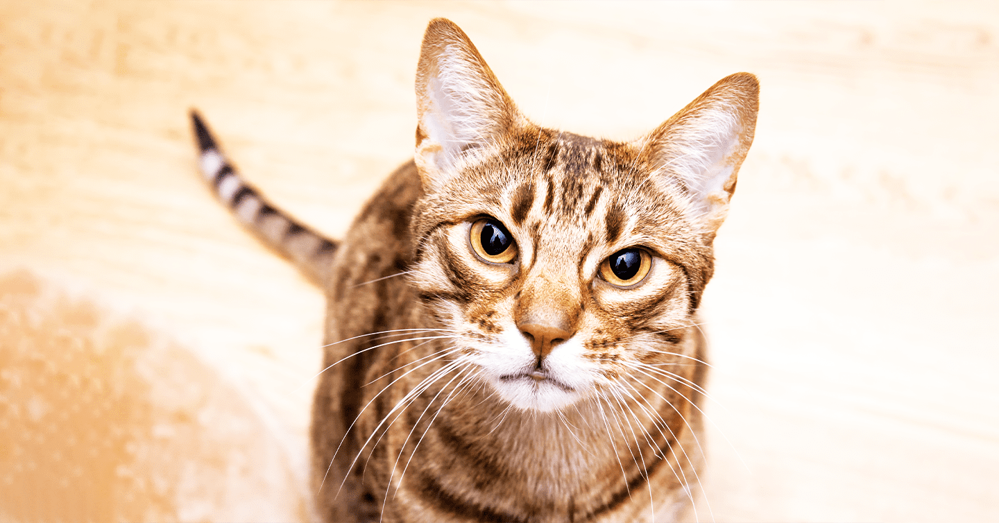 A close-up portrait of a Ocicat cat