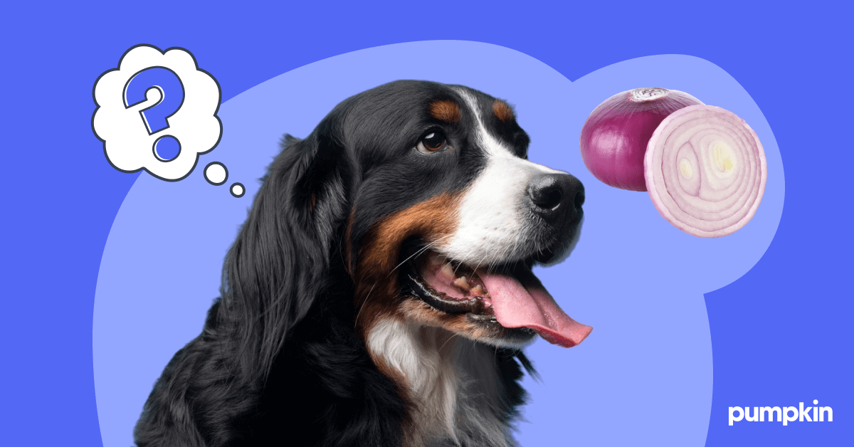 Can Dogs Eat Onions Avoid This Toxic Vegetable Pumpkin