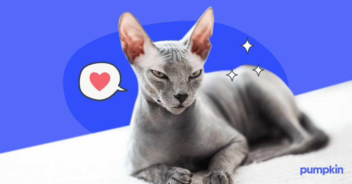 A hairless cat breed that is hypoallergenic