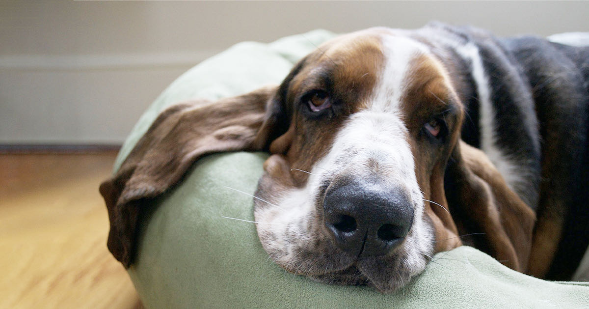 sleepy basset hound resting on dog bed