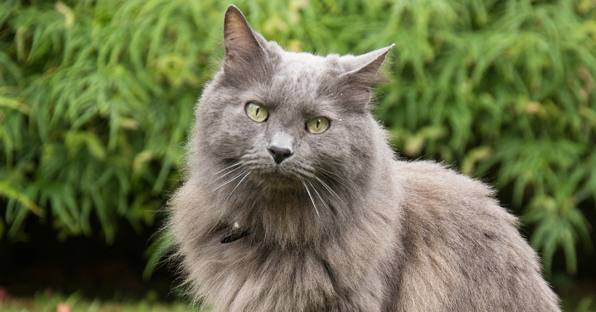 Nebelung: Everything You Need To Know In 2022