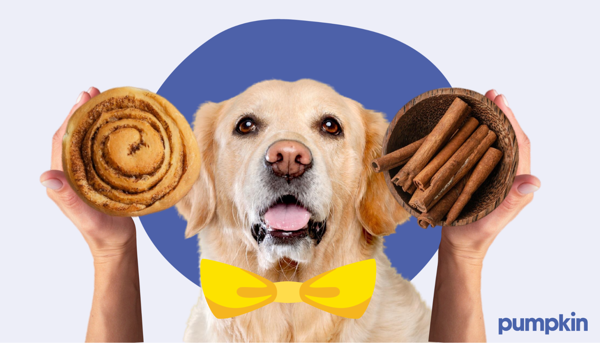 Dog in bow tie sitting between cinnamon rolls and sticks