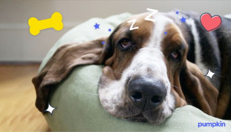 Basset Hound laying on dog bed