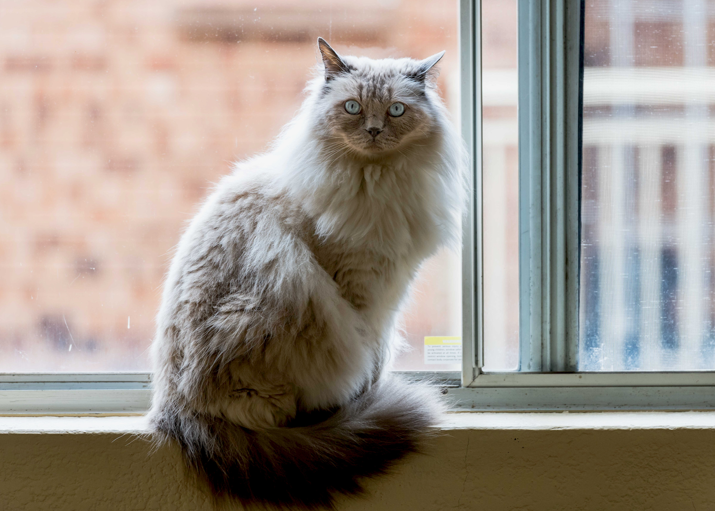 A Ragdoll cat with bright blue eyes sitting on a window sill