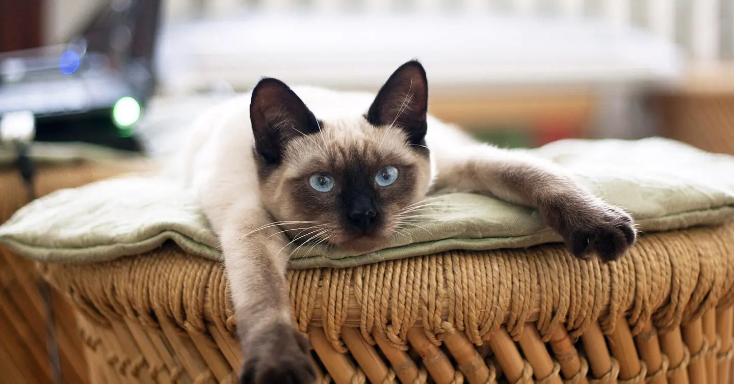 siamese cat laying on cushion