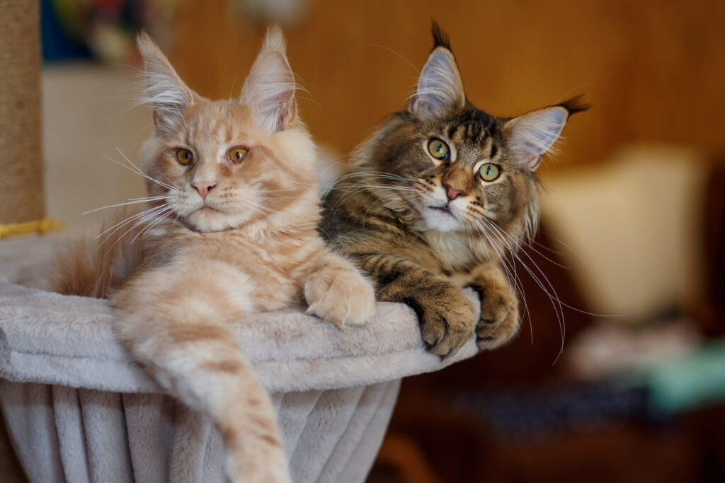 Portrait of two cute striped Maine Coon kittens red and gray lie on a play stand