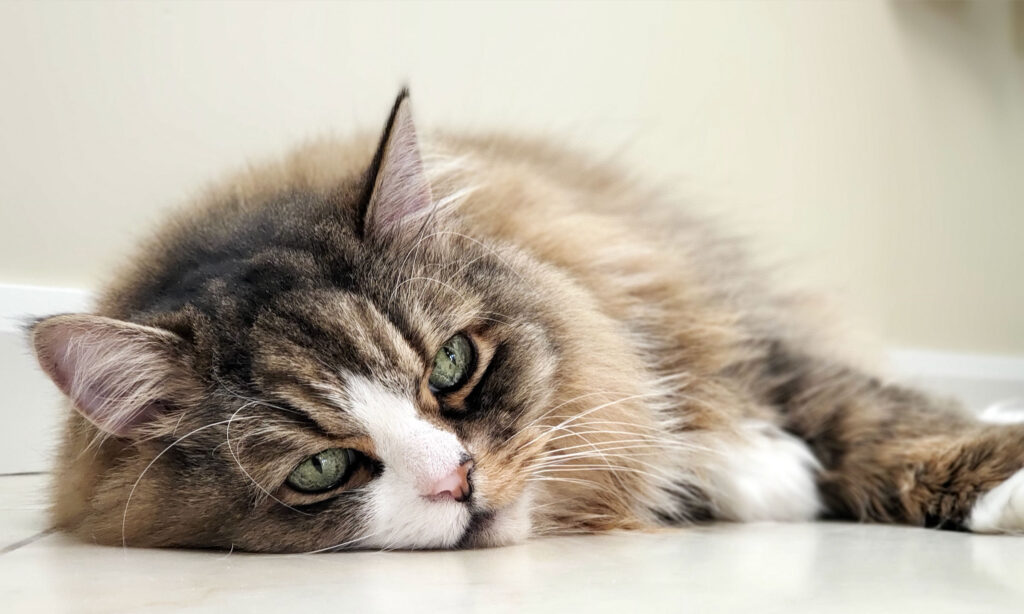 Ragamuffin Cat Resting on a Flat White Floor